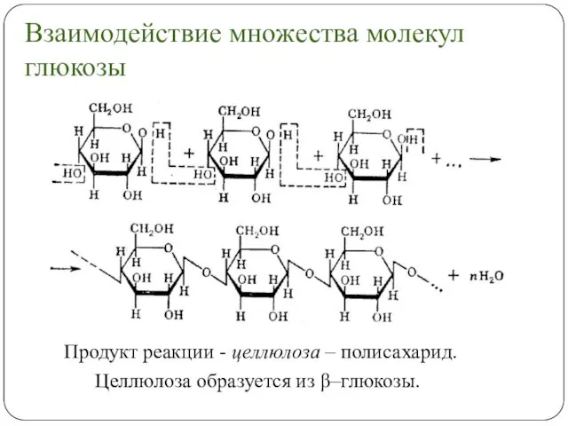 Взаимодействие множества молекул глюкозы Продукт реакции - целлюлоза – полисахарид. Целлюлоза образуется из β–глюкозы.