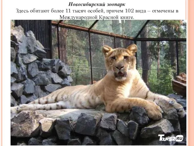 Новосибирский зоопарк Здесь обитают более 11 тысяч особей, причем 102
