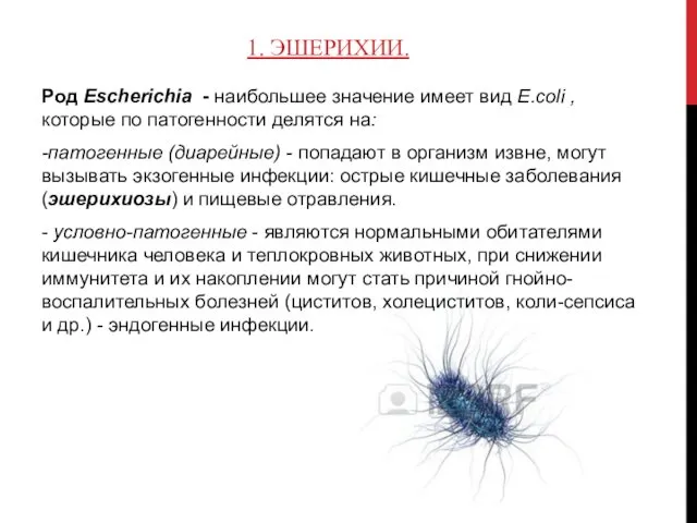 1. ЭШЕРИХИИ. Род Escherichia - наибольшее значение имеет вид Е.сoli , которые по
