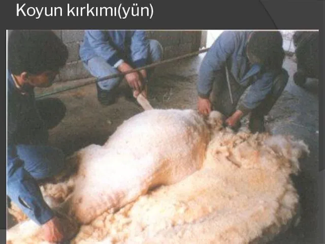 Koyun kırkımı(yün)