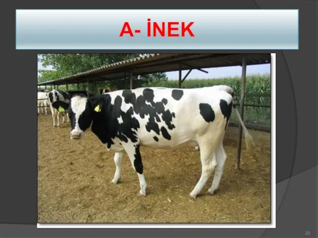 A- İNEK