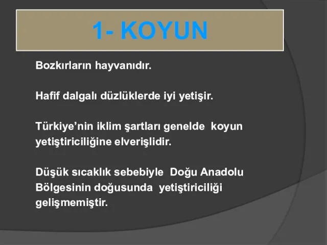 1- KOYUN Bozkırların hayvanıdır. Hafif dalgalı düzlüklerde iyi yetişir. Türkiye’nin