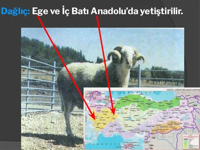 Dağlıç: Ege ve İç Batı Anadolu’da yetiştirilir.