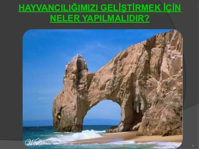 HAYVANCILIĞIMIZI GELİŞTİRMEK İÇİN NELER YAPILMALIDIR?