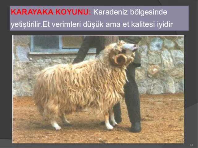 KARAYAKA KOYUNU: Karadeniz bölgesinde yetiştirilir.Et verimleri düşük ama et kalitesi iyidir