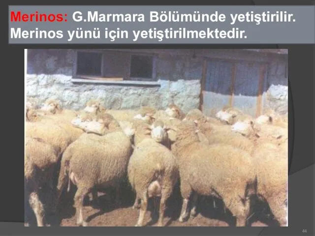 Merinos: G.Marmara Bölümünde yetiştirilir. Merinos yünü için yetiştirilmektedir.