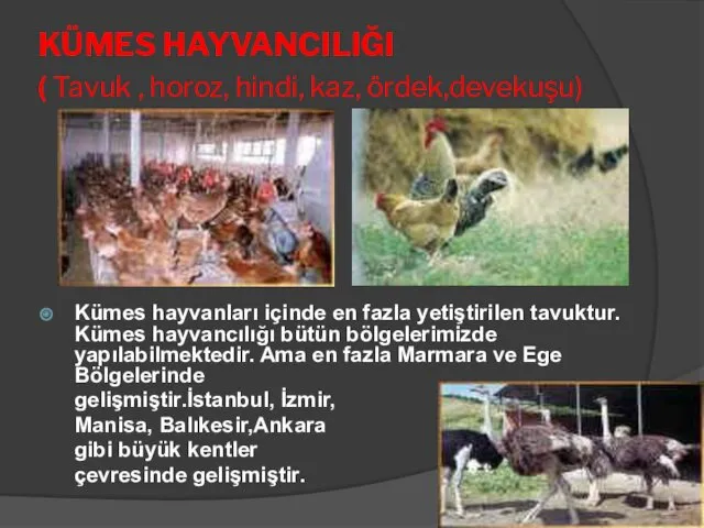 KÜMES HAYVANCILIĞI ( Tavuk , horoz, hindi, kaz, ördek,devekuşu) Kümes