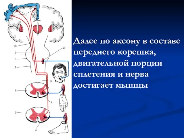 Далее по аксону в составе переднего корешка, двигательной порции сплетения и нерва достигает мышцы