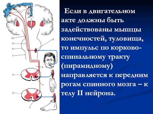 Если в двигательном акте должны быть задействованы мышцы конечностей, туловища,