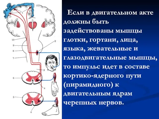 Если в двигательном акте должны быть задействованы мышцы глотки, гортани,