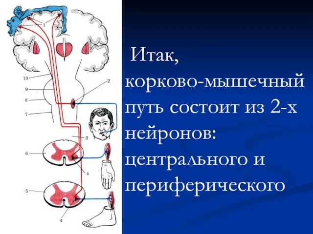 Итак, корково-мышечный путь состоит из 2-х нейронов: центрального и периферического