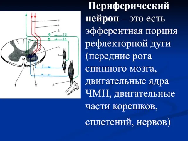 Периферический нейрон – это есть эфферентная порция рефлекторной дуги (передние