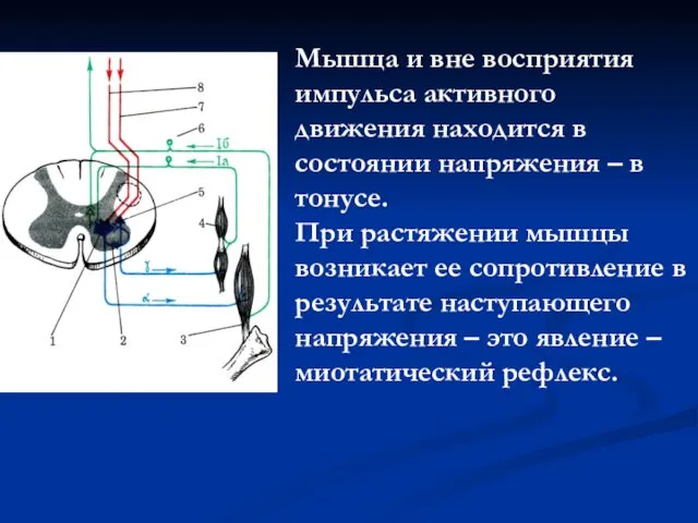 Мышца и вне восприятия импульса активного движения находится в состоянии