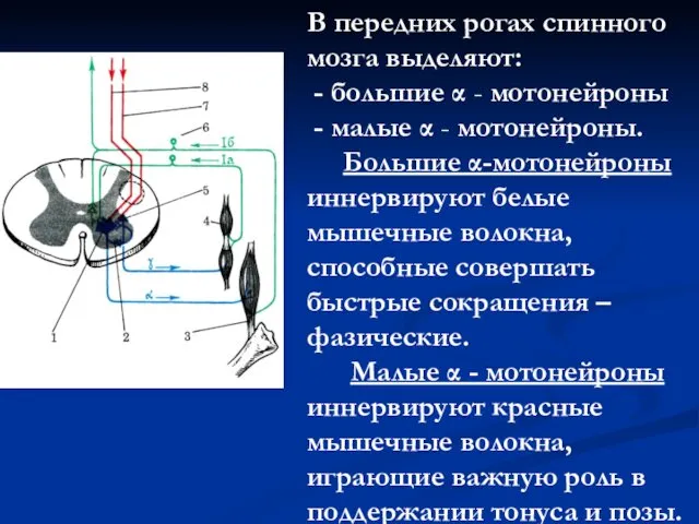 В передних рогах спинного мозга выделяют: - большие α -