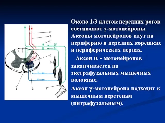 Около 1/3 клеток передних рогов составляют γ-мотонейроны. Аксоны мотонейронов идут