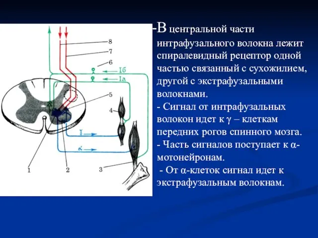 В центральной части интрафузального волокна лежит спиралевидный рецептор одной частью