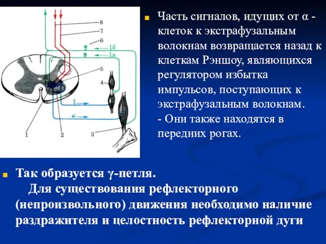 Так образуется γ-петля. Для существования рефлекторного (непроизвольного) движения необходимо наличие