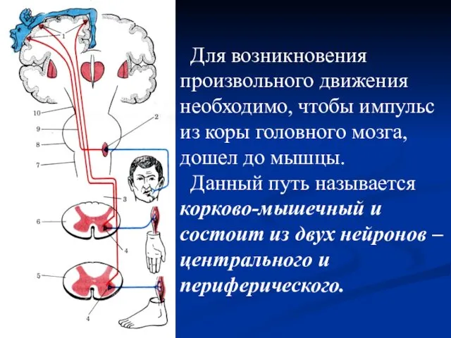 Для возникновения произвольного движения необходимо, чтобы импульс из коры головного