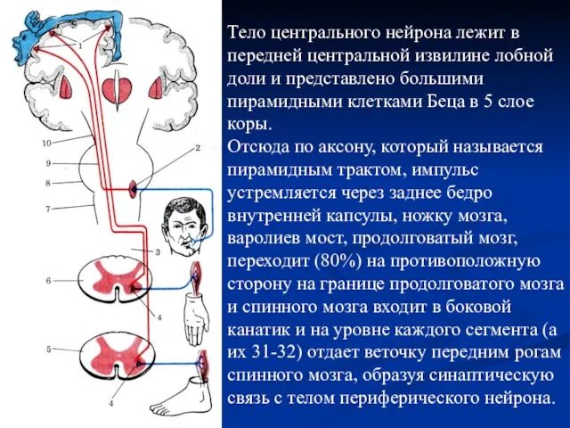 Тело центрального нейрона лежит в передней центральной извилине лобной доли