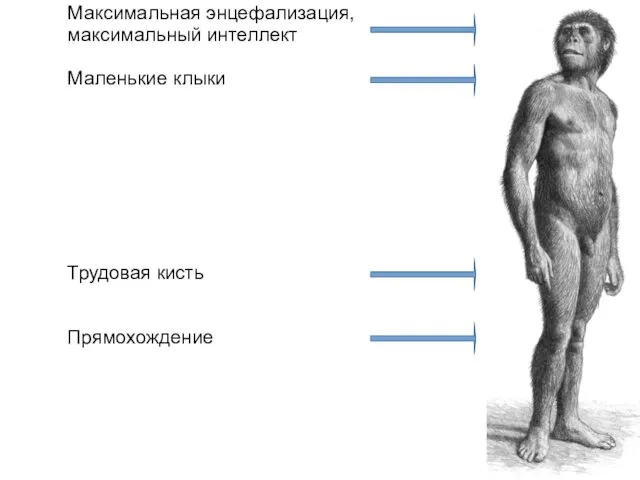 Максимальная энцефализация, максимальный интеллект Маленькие клыки Трудовая кисть Прямохождение