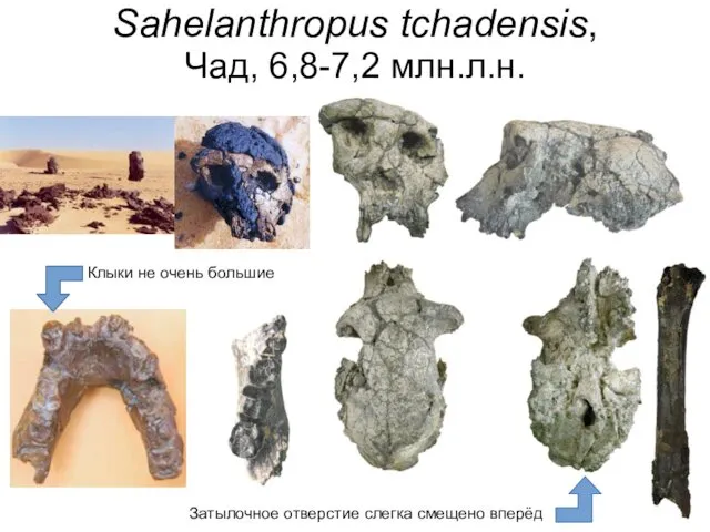 Sahelanthropus tchadensis, Чад, 6,8-7,2 млн.л.н. Затылочное отверстие слегка смещено вперёд Клыки не очень большие