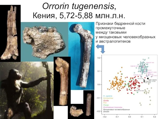 Orrorin tugenensis, Кения, 5,72-5,88 млн.л.н. Признаки бедренной кости промежуточные между таковыми у миоценовых человекобразных и австралопитеков
