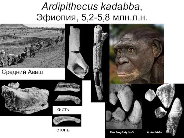 Ardipithecus kadabba, Эфиопия, 5,2-5,8 млн.л.н. Средний Аваш кисть стопа