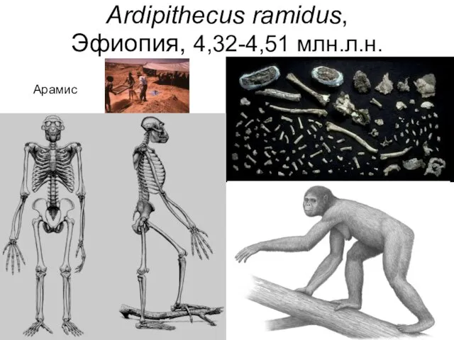 Ardipithecus ramidus, Эфиопия, 4,32-4,51 млн.л.н. Арамис