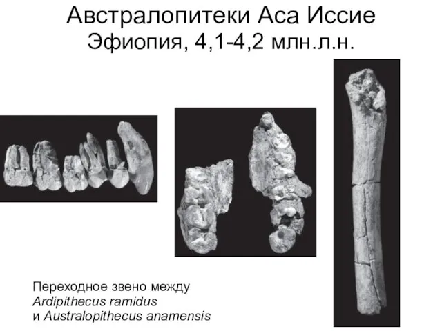 Австралопитеки Аса Иссие Эфиопия, 4,1-4,2 млн.л.н. Переходное звено между Ardipithecus ramidus и Australopithecus anamensis