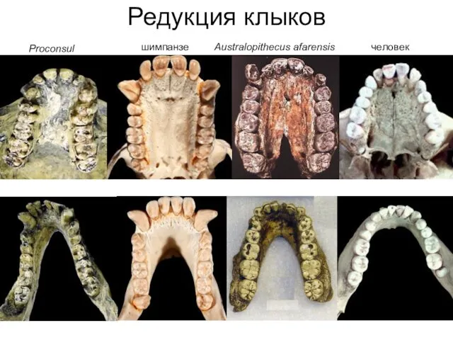 Редукция клыков шимпанзе Australopithecus afarensis человек Proconsul