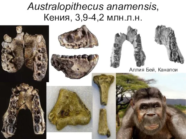 Australopithecus anamensis, Кения, 3,9-4,2 млн.л.н. Аллия Бей, Канапои