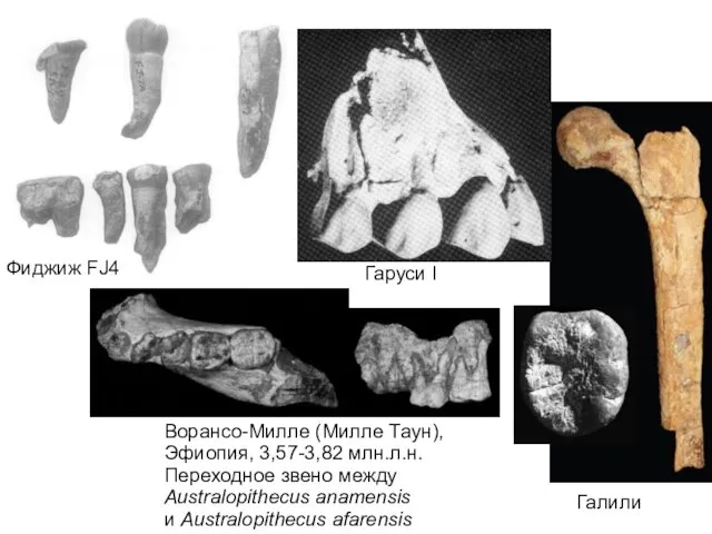 Фиджиж FJ4 Галили Гаруси I Ворансо-Милле (Милле Таун), Эфиопия, 3,57-3,82