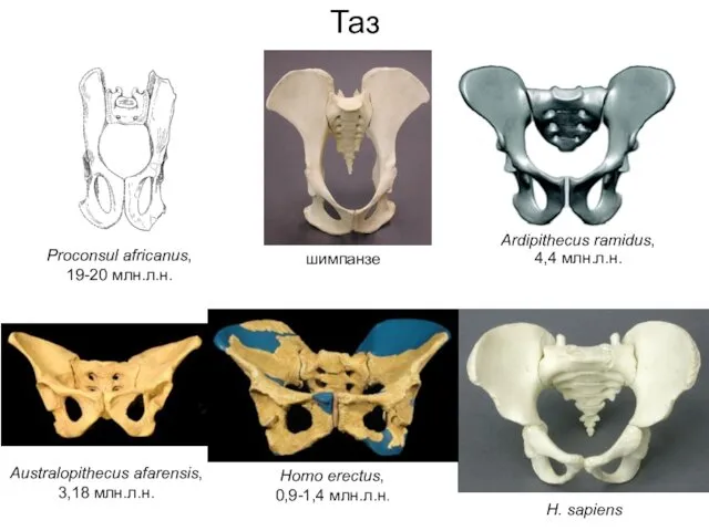 Таз Proconsul africanus, 19-20 млн.л.н. шимпанзе H. sapiens Ardipithecus ramidus,