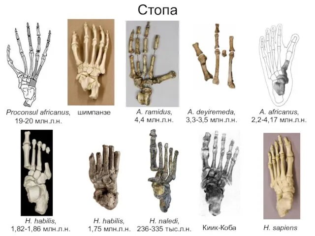 Стопа A. ramidus, 4,4 млн.л.н. Proconsul africanus, 19-20 млн.л.н. A.