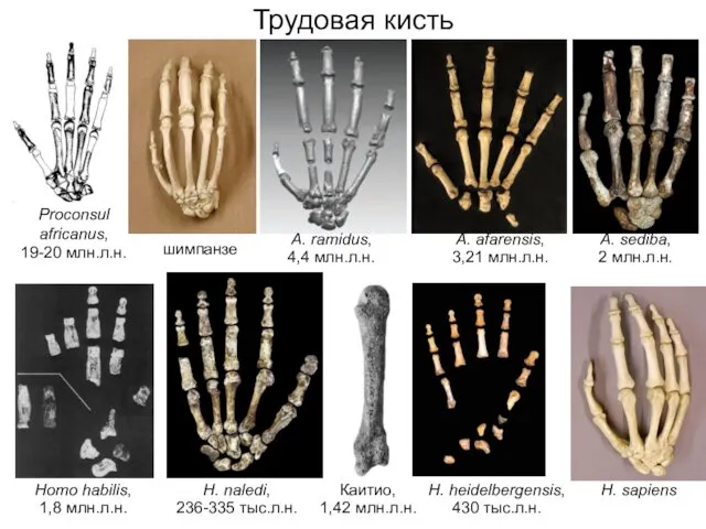 Трудовая кисть шимпанзе Proconsul africanus, 19-20 млн.л.н. A. ramidus, 4,4