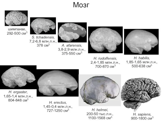 Мозг шимпанзе, 292-500 см3 H. sapiens, 900-1800 см3 A. afarensis,