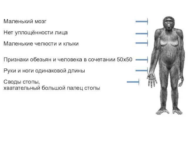 Маленький мозг Нет уплощённости лица Маленькие челюсти и клыки Признаки