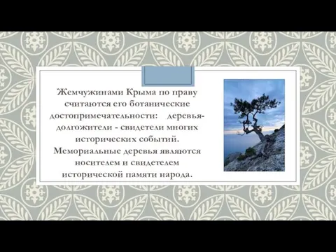 Жемчужинами Крыма по праву считаются его ботанические достопримечательности: деревья-долгожители -