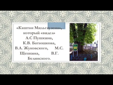 «Каштан Мильгаузена», который «видел» А.С Пушкина, К.В. Батюшкова, В.А. Жуковского, М.С. Щепкина, В.Г. Белинского.