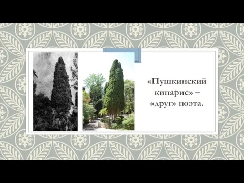 «Пушкинский кипарис» – «друг» поэта.