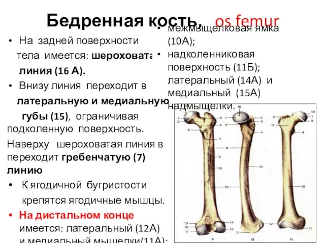Бедренная кость, os femur На задней поверхности тела имеется: шероховатая линия (16 А).