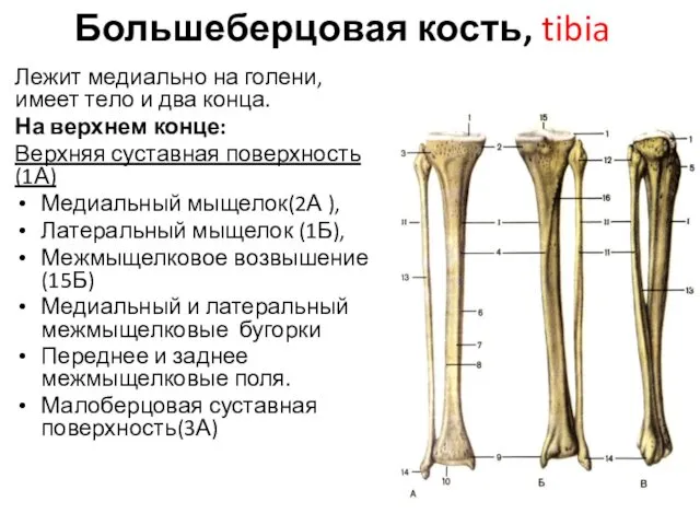 Большеберцовая кость, tibia Лежит медиально на голени, имеет тело и