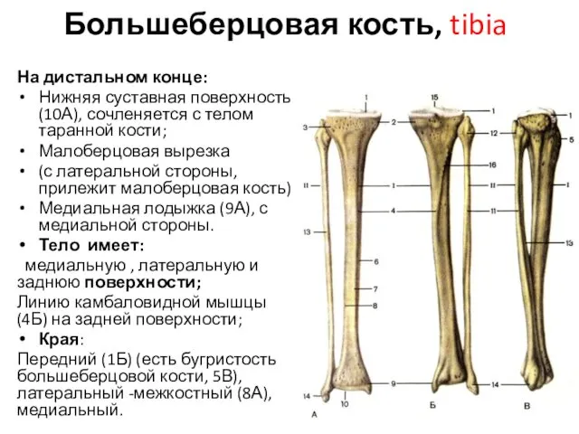 Большеберцовая кость, tibia На дистальном конце: Нижняя суставная поверхность (10А),