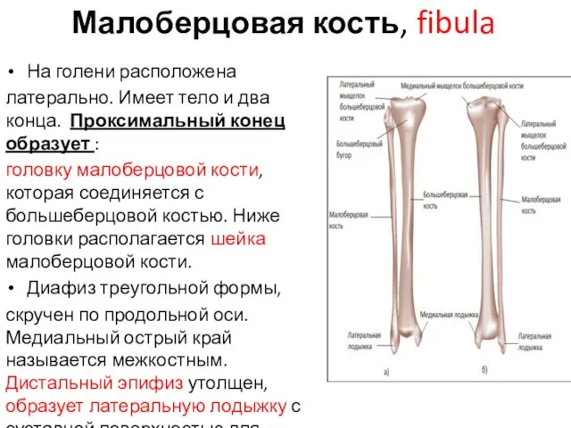 Малоберцовая кость, fibula На голени расположена латерально. Имеет тело и два конца. Проксимальный