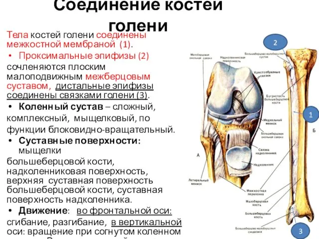 Соединение костей голени Тела костей голени соединены межкостной мембраной (1). Проксимальные эпифизы (2)