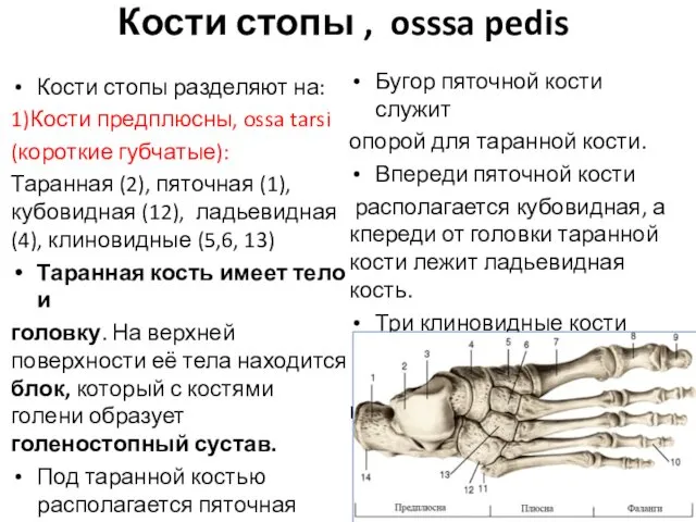 Кости стопы , osssa pedis Кости стопы разделяют на: 1)Кости