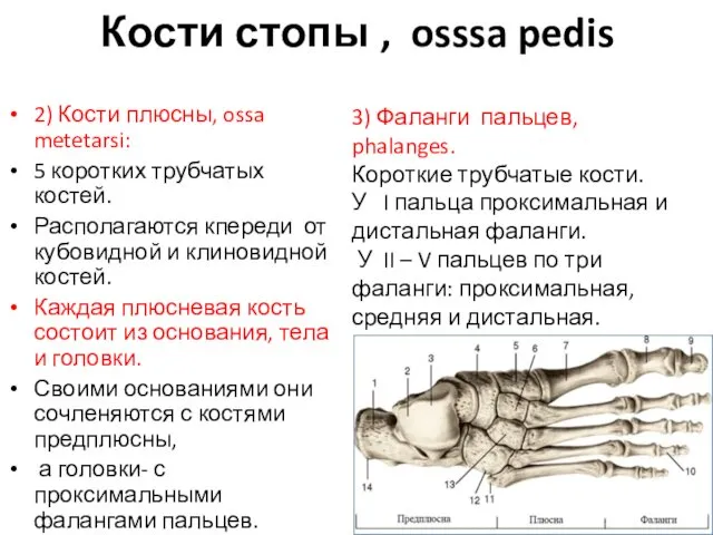 Кости стопы , osssa pedis 2) Кости плюсны, ossa metetarsi: 5 коротких трубчатых