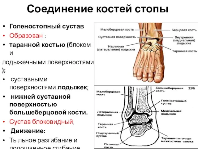 Соединение костей стопы Голеностопный сустав Образован : таранной костью (блоком и лодыжечными поверхностями