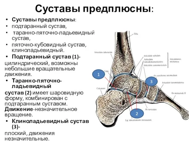 Суставы предплюсны: Суставы предплюсны: подтаранный сустав, таранно-пяточно-ладьевидный сустав, пяточно-кубовидный сустав, клиноладьевидный. Подтаранный сустав