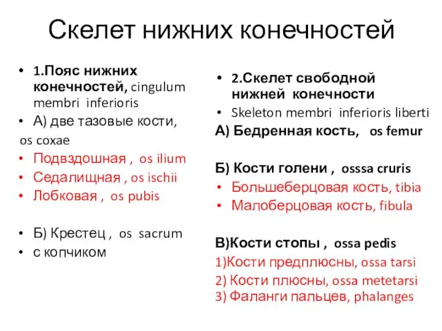 Скелет нижних конечностей 1.Пояс нижних конечностей, cingulum membri inferioris А) две тазовые кости,